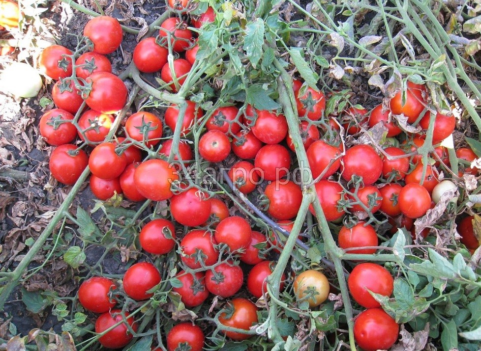 Томат Асвон F1 5000 семян