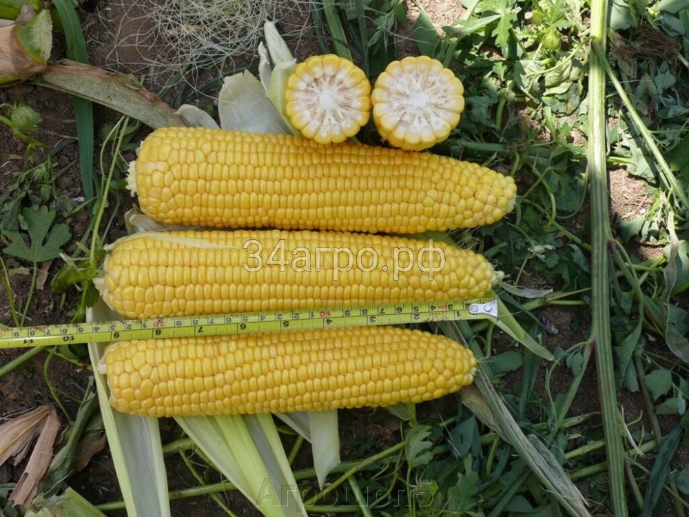 Кукуруза Тэсти Свит F1 100 семян