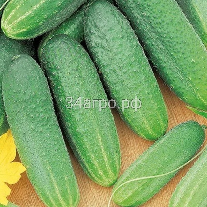 Огурец Вязниковский 37 50 гр