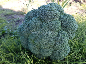 Капуста брокколи Партенон F1 250 семян