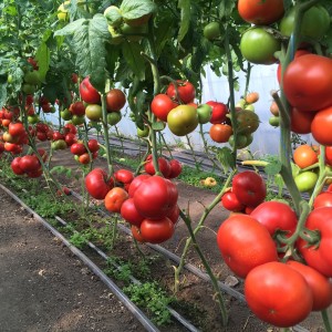 Томат Рестлер F1 25 семян