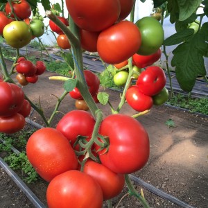 Томат Рестлер F1 50 семян