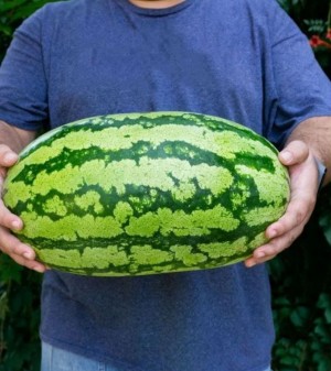 Арбуз ТамТам F1 1000 семян