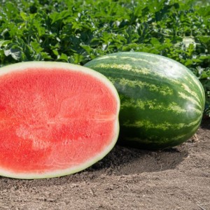 Арбуз Сармат F1 100 семян