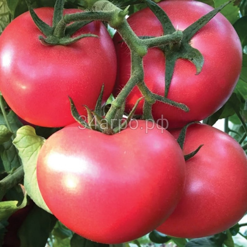 Томат Джина Розовая 100 гр.