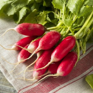 Редис 18 дней 100 гр.