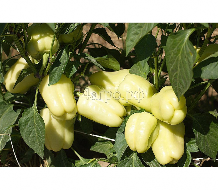 Перец сладкий Ведрана F1 25 семян