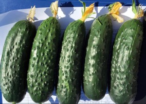 Огурец Ирлэнд F1 50 семян